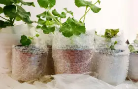 Plástico de burbujas para protección de plantas contra heladas