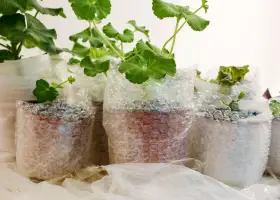 Plástico bolha para proteção de plantas contra geada