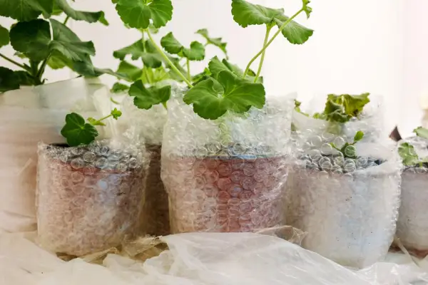 氣泡膜用於植物防霜保護