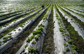 Ligne de Production de Film Étirable pour Paillage Agricole Entièrement Biodégradable à Base de PBAT