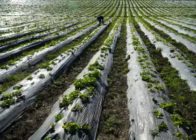 Línea de Producción de Stretch Film para Película de Acolchado Agrícola Completamente Biodegradable a Base de PBAT