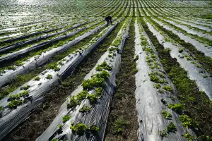 Stretchfolienanlage für PBAT-basierte Vollständig Biologisch Abbaubare Agrar-Mulchfolien